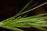 Openflower rosette grass